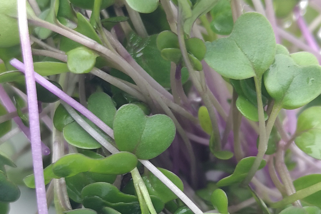 Mild and sweet Kohlrabi #microgreens, in contrast to the powerful earlier harvested radishes.