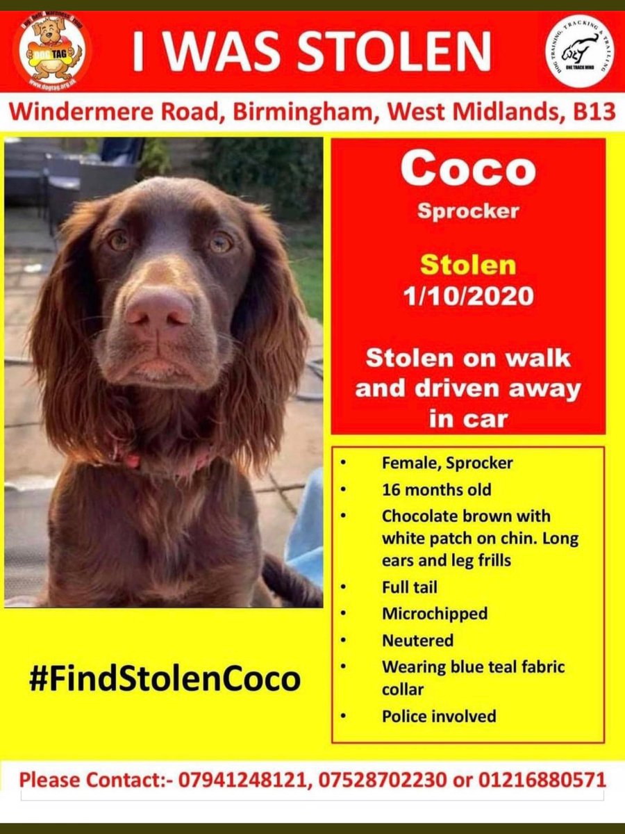 On <a href="/bbcmtd/">BBC Midlands</a> at 6.30pm, I’ve been speaking to the family desperately trying to find their stolen dog. Coco was taken from a car park in Moseley in Birmingham, just seconds after arriving for a walk. A charity helping to search for her say dog thefts have gone up 67% this year.
