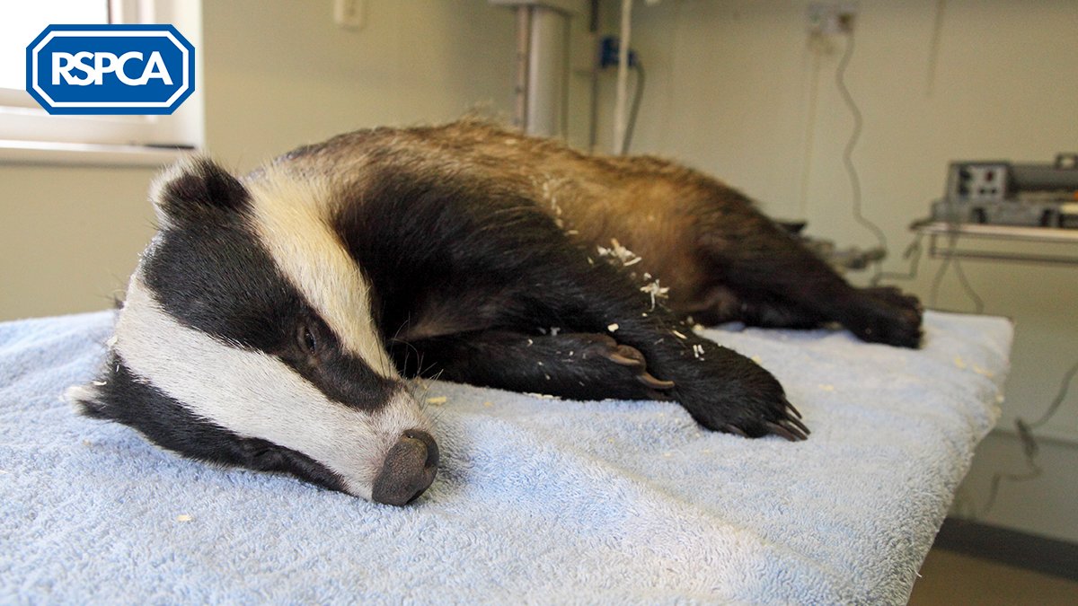 This #NationalBadgerDay, we're supporting @WildJustice_org's calls for the UK Government to ban the shooting of badgers as part of the cull. Reports show that up to 18% of badgers took over five minutes to die, which is unbearably cruel. Sign now: bit.ly/33ArLHF