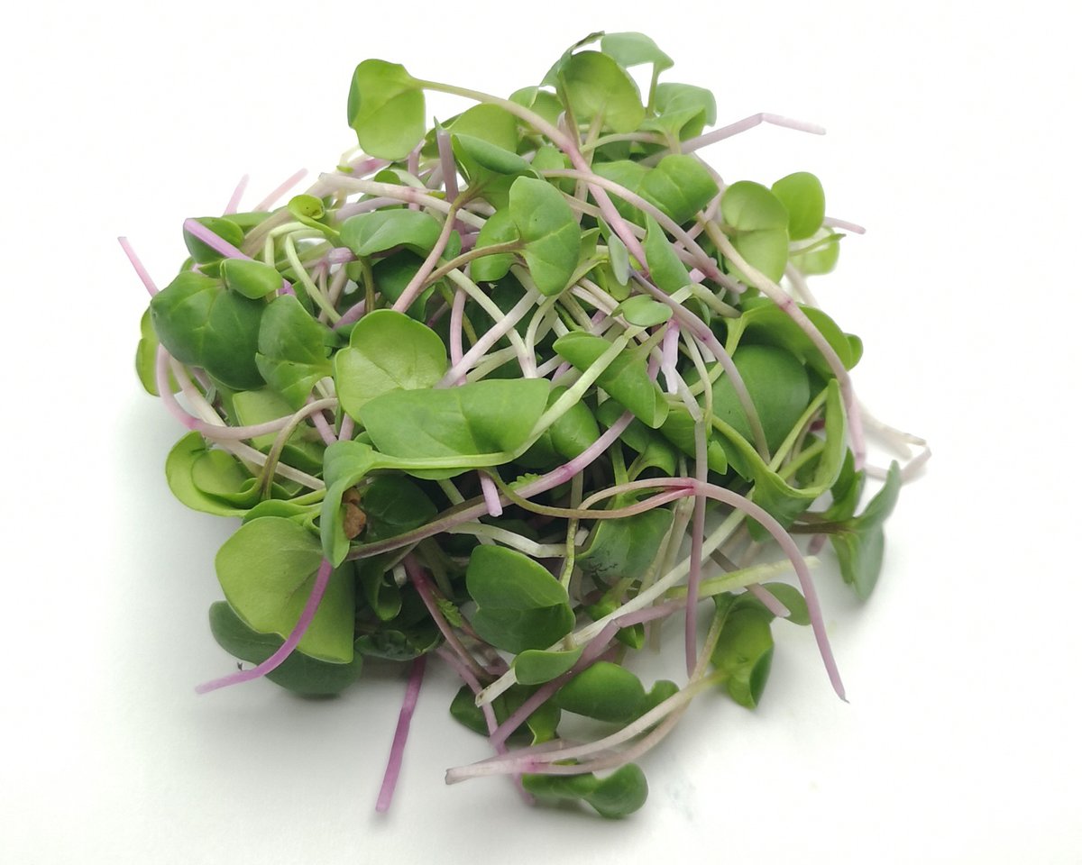 And our second radish of the day, China Rose #microgreens. This is a little sweeter than the Rambo Radish, but still delivers good heat.