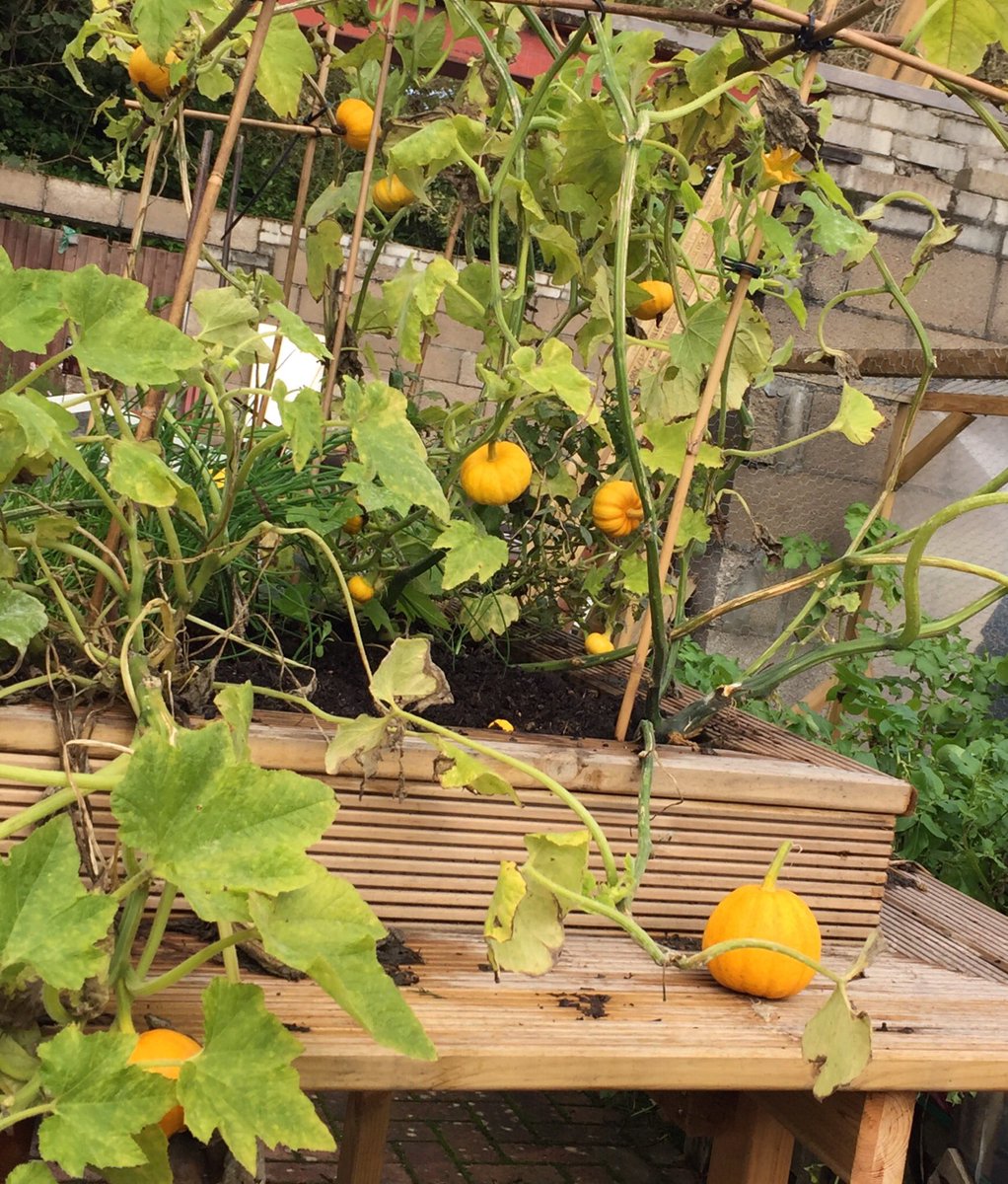 MissMcGrath4's tweet photo. Pumpkins growing in the garden, ready for Halloween!! 😁🎃 https://t.co/ndLaLiXqYA