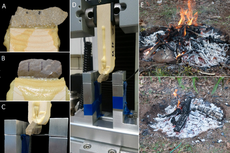 African Paleosciences Laboratory@NYU (@africanpaleosc1) on Twitter photo Here we demonstrate how 'simple' surface fires significantly increase silcrete flake edge sharpness. Selection for heat treatment likely linked to concerns over functional performance.
onlinelibrary.wiley.com/doi/epdf/10.11…
<a href="/CSHO_NYU/">CSHO @ NYU</a> <a href="/TheRealNYCEP/">NYCEP</a> @AlastairKey <a href="/justin_pargeter/">Justin Pargeter</a> Here we demonstrate how 'simple' surface fires significantly increase silcrete flake edge sharpness. Selection for heat treatment likely linked to concerns over functional performance.
onlinelibrary.wiley.com/doi/epdf/10.11…
<a href="/CSHO_NYU/">CSHO @ NYU</a> <a href="/TheRealNYCEP/">NYCEP</a> @AlastairKey <a href="/justin_pargeter/">Justin Pargeter</a>