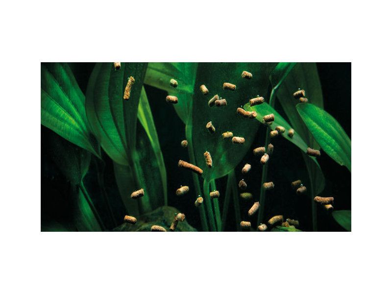 baumarktmanager's tweet image. Der Aquaristik-Hersteller Oase macht jetzt auch #Fischfutter.

buff.ly/36Hx1Lz