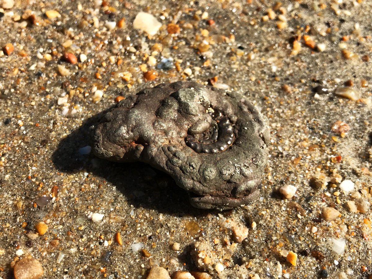 jurassicguides's tweet image. Pyrite distortion... #fossilfinds #fossilwalk #charmouth