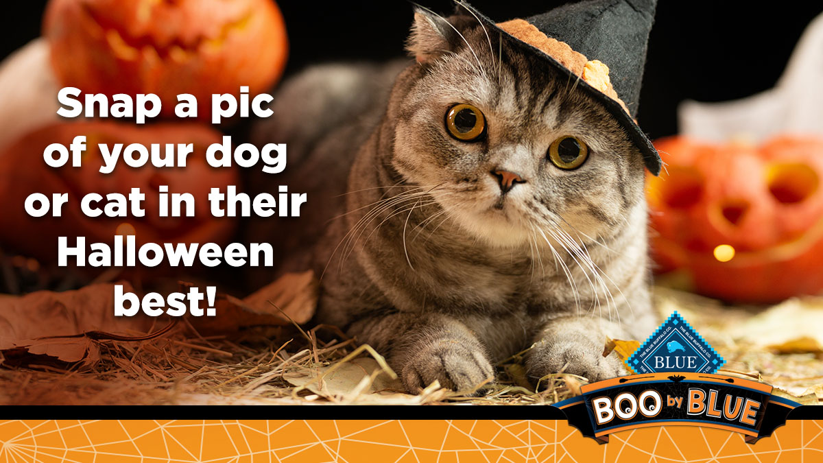 It’s time to enter our annual Halloween Costume Contest for your chance to win a BLUE Prize Pack with winners announced weekly! Just upload your best dog or cat costume pics from 10/6-10/26 and tag <a href="/BlueBuffalo/">blue buffalo</a> with #BLUEHalloween to be entered 🎃👻⁠