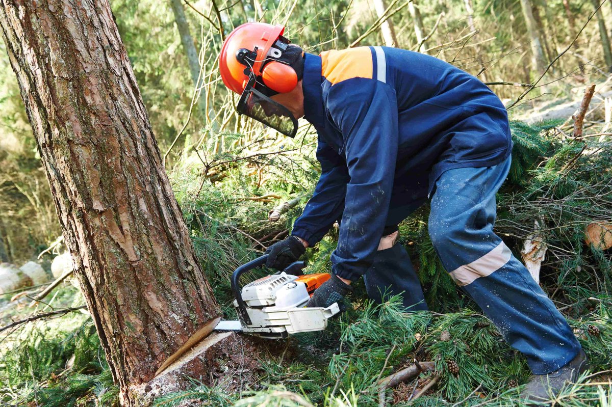 Bien comprendre les méthodes d'abattage d'arbre : elagage.net
