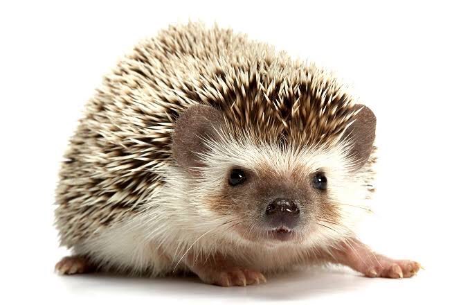 モグラのtwitterイラスト検索結果 古い順