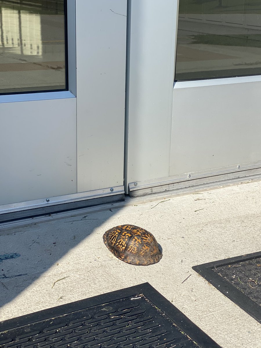 Found this little guy trying to sneak into the building without getting screened first ... <a href="/MPMSleopards/">Mills Park Middle</a>