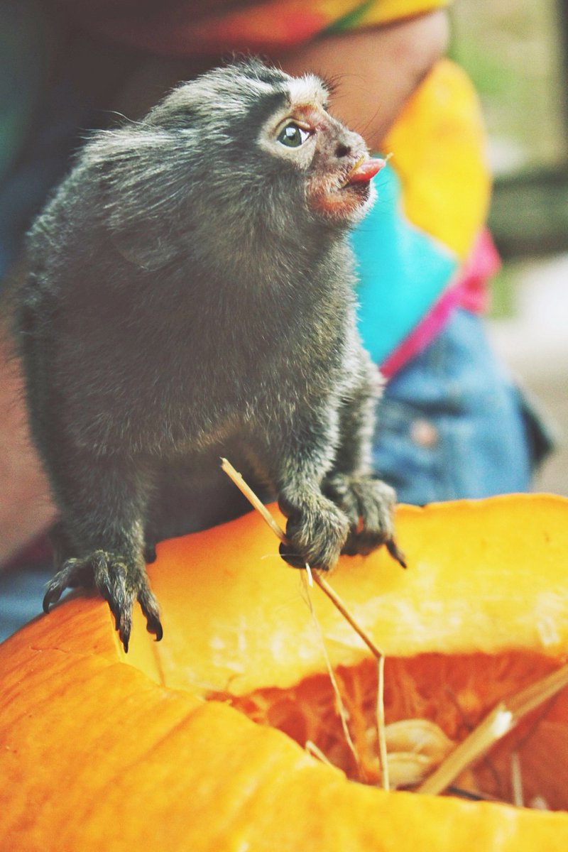 northgeorgiazoo's tweet photo. #tongueouttuesday with our Marmoset enjoying some delicious pumpkin!
#tongueout #tuesdayvibes #pumpkinsnack #pumpkinenrichment #animalenrichment #marmosetmonkey #marmoset #ngwpark #wildlife #myfavzoo #fallatthezoo https://t.co/8eXdcnCWBF