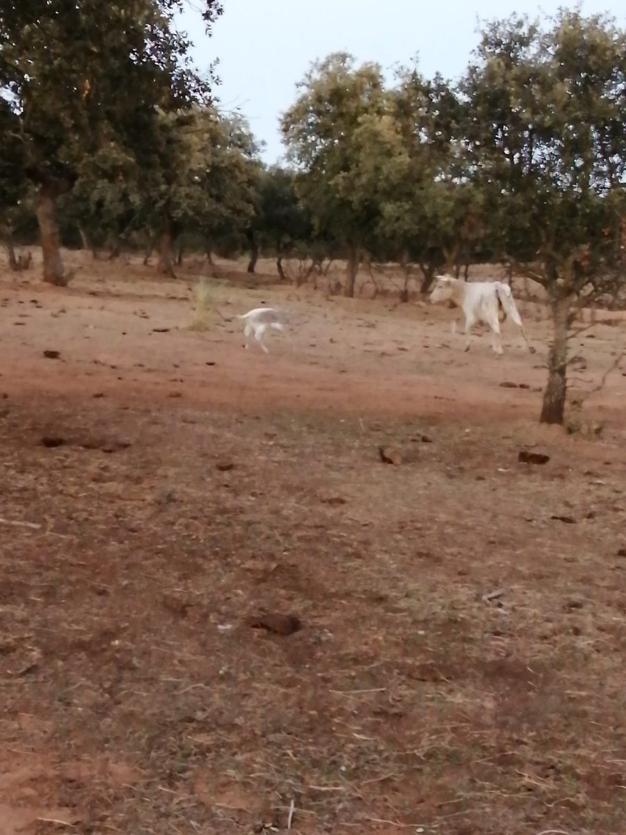 El primero de la camá, macho, berrendo en jabonero. Perdonen la calidad de la foto, pero hasta que no pase el virus no creo que <a href="/Salgimo/">Salvador Giménez🇪🇦</a> suba con las camaras.