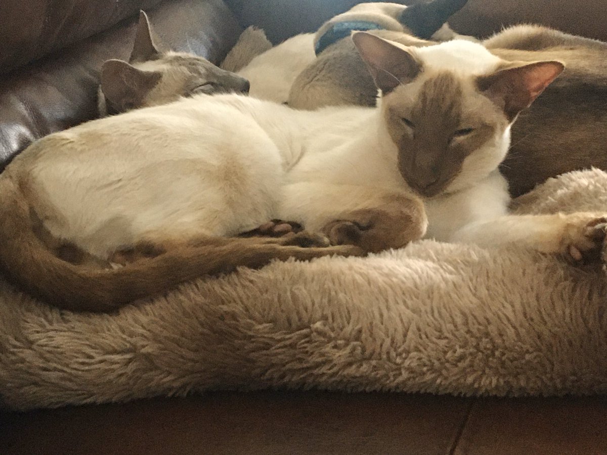 Diablo_Siamese's tweet image. Apparently #LockDownUK   has created a #RatProblem in the #NorthWest #GranadaReportsNews #Bothered #TooPoshToRat @jolenehunter #CatsOfTwitter #catsofinstagram #Siamigos