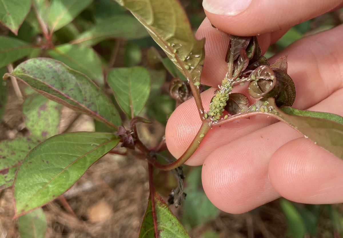 PascoExt's tweet photo. Aphids+ants vs. ladybugs... who will win? ￼
 
#GoodBugs #UFbugs #FloridaFriendly #IPM #FloridaFallColor
 
Read about controlling aphids in your garden –
 
https://t.co/HAx8y3tLQ4
 
https://t.co/Okt9wWVsn0 https://t.co/ZolYSkI7Pd