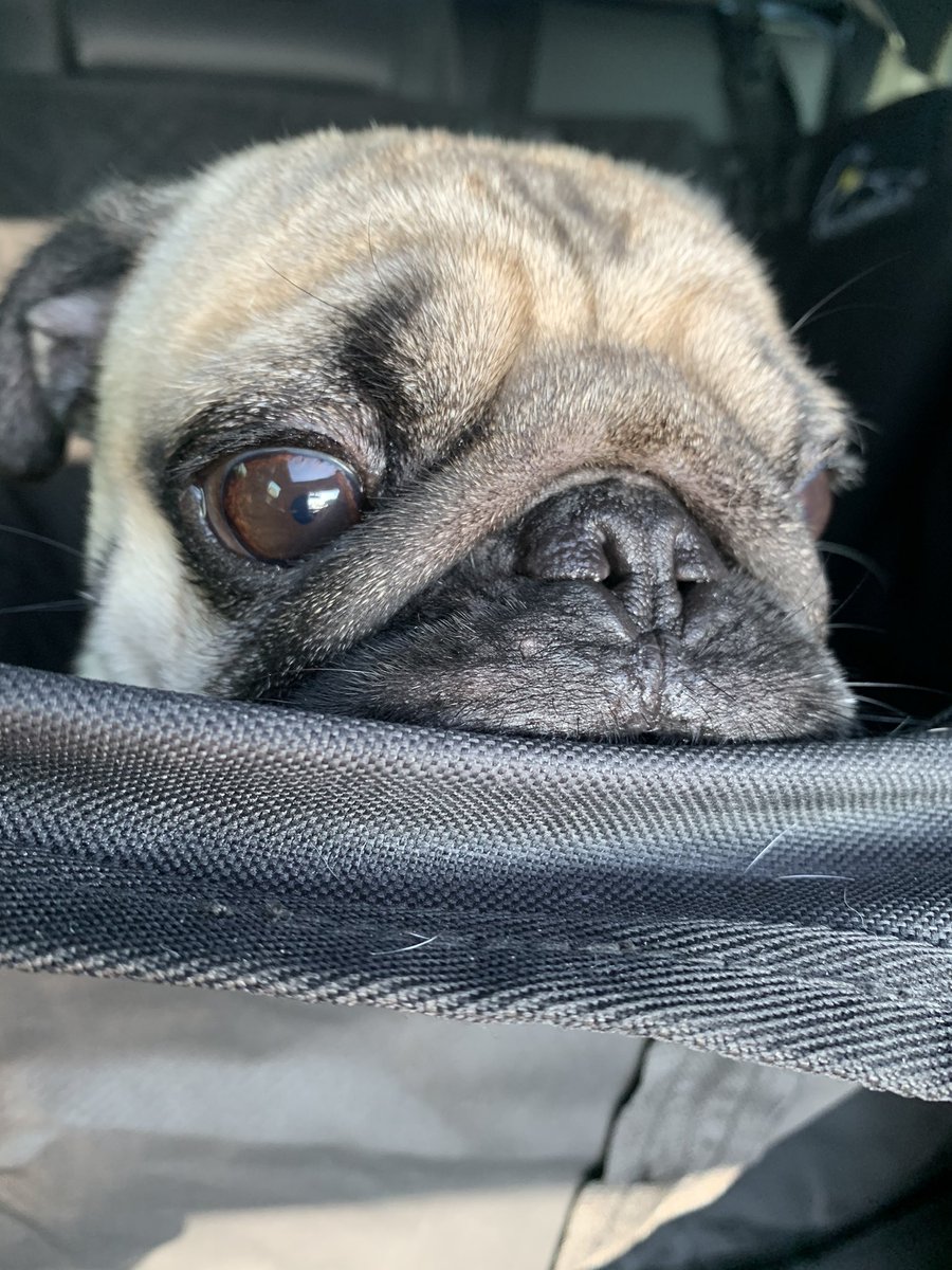 CillaMerai's tweet image. Kylo the pug 🧡🤍🖤 #snootaboop