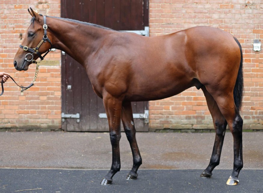 The Owner Breeder (@theownerbreeder) on Twitter photo "He was a great walking horse and the pedigree speaks for itself. He's a lovely colt and if all goes well, a stallion prospect" – <a href="/OStLawrence/">Oliver St Lawrence</a> on securing the Kingman colt out of Galicuix for 2,700,000gns <a href="/Tattersalls1766/">Tattersalls</a> >>> bit.ly/3linGxH "He was a great walking horse and the pedigree speaks for itself. He's a lovely colt and if all goes well, a stallion prospect" – <a href="/OStLawrence/">Oliver St Lawrence</a> on securing the Kingman colt out of Galicuix for 2,700,000gns <a href="/Tattersalls1766/">Tattersalls</a> >>> bit.ly/3linGxH