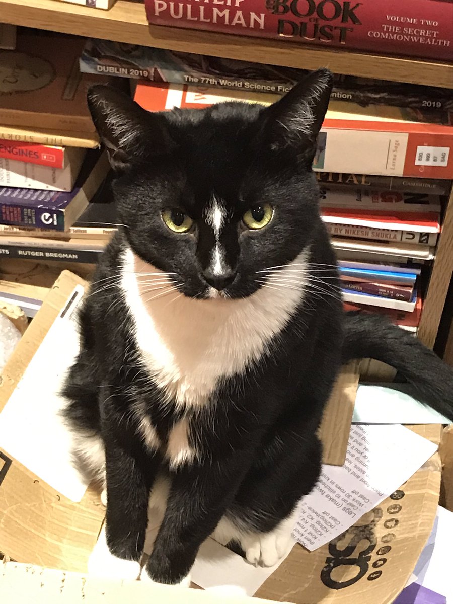 AlisonBaker01's tweet photo. Today my online seminar group met their second tutor. Unfortunately he chose to assist by chewing my hair @UELecs @UEL_EduandCmty @MickyLeVoguer https://t.co/SbvPw3euHi