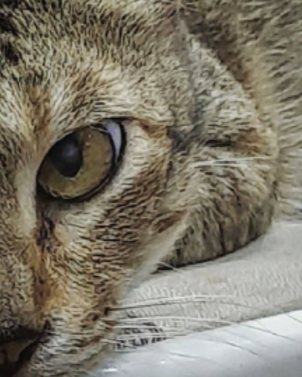 ClicsElixir's tweet image. Though she be but little .....she is fierce
                                                      -Shakespeare
.
.
.
.
.
.
.
.
#photooftheday #afterlongtime 
#photography #fierce #courage
#photographer #animallove 
#animalphotography