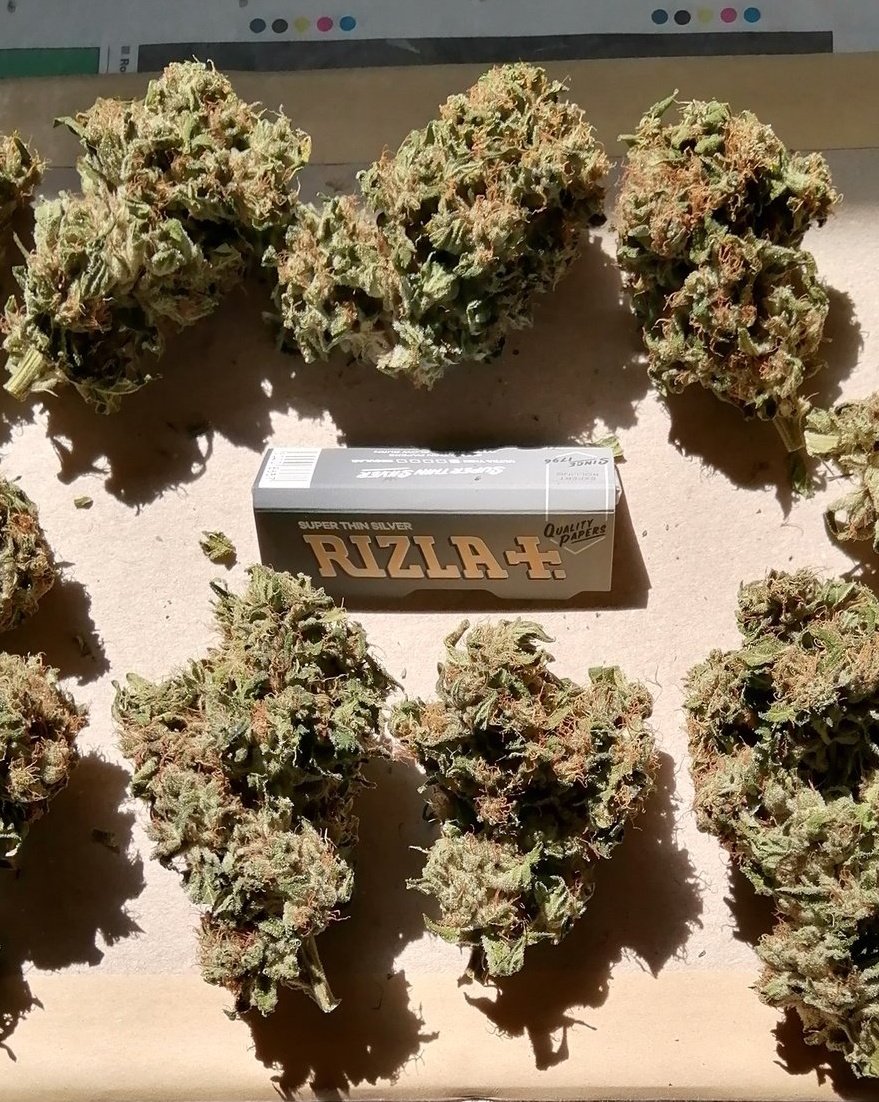 ๐ Since i dont have to go to work tomorrow, im just going to catch up on some "Garden Work" and a wee bit product research
#420fromhome
#Mmemberville
๐๐๐จ๐จ๐จ๐จ๐จ๐จ๐จ https://t.co/YLXNxYdFYL