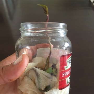 ForestryDeptJa's tweet photo. "Apartment living does not mean you canβt pot trees and keep the earth replenished!"- Raquel Parke
Raquel says she will be planting the trees in memory of her grandparents who dedicated so much of their time to agriculture in Jamaica. Β
#ForestryDeptJa #NTPD2020 #trees4health https://t.co/2A3wR1oDHG