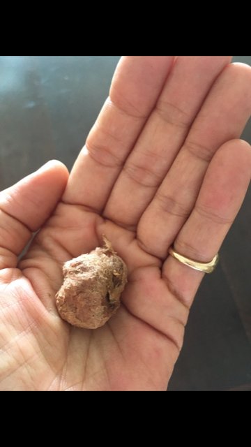 ForestryDeptJa's tweet photo. "Apartment living does not mean you canβt pot trees and keep the earth replenished!"- Raquel Parke
Raquel says she will be planting the trees in memory of her grandparents who dedicated so much of their time to agriculture in Jamaica. Β
#ForestryDeptJa #NTPD2020 #trees4health https://t.co/2A3wR1oDHG