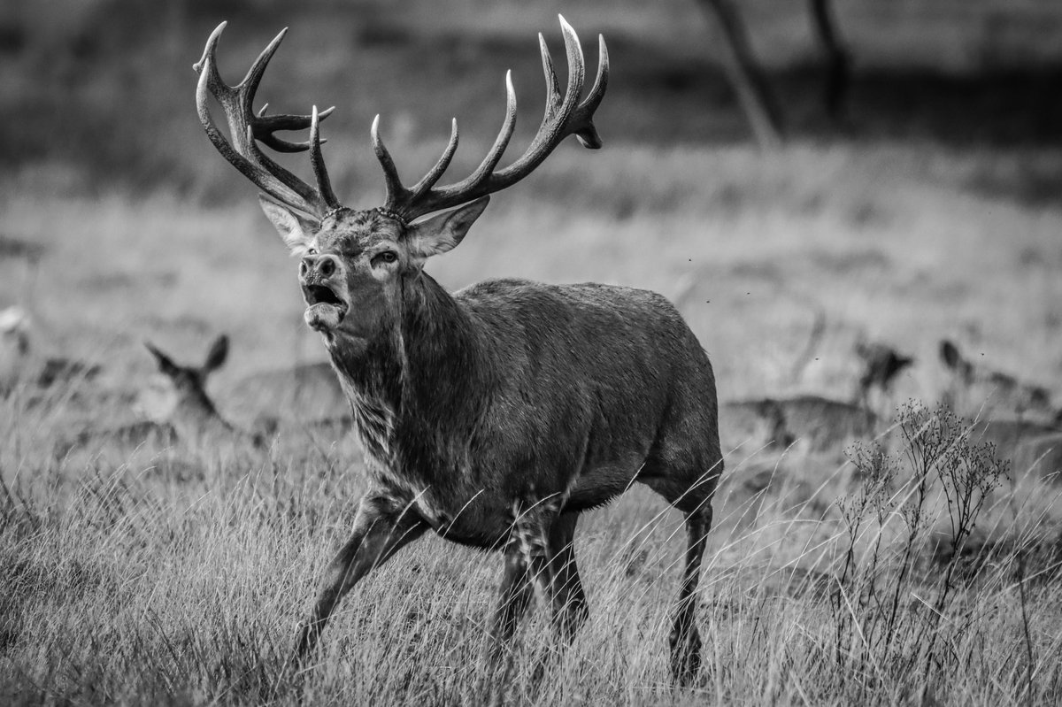 The Rut is heating up...
#animallovers #BBCWildlifePOTD #bbcautumnwatch #deer #nature #NaturePhotography #richmondpark #ruttingseason #london #wildlifephotography