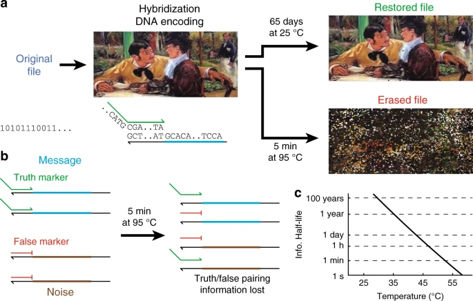 baym's tweet photo. Really thrilled to share a new paper, "Metastable hybridization-based DNA information storage to allow rapid and permanent erasure" with Dave Zhang et al. at Rice:
Metastable hybridization-based DNA information storage to allow rapid and permanent erasure
https://t.co/9Ya7p1oBy6 https://t.co/sYit6GbYvu