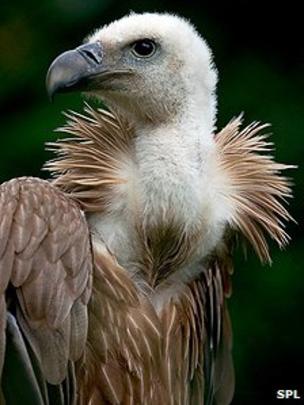 Vultures begin their mating season when the first rains arrive, November. And you can't miss it, because they start their mad areal synchronised displays: http://oldeuropeanculture.blogspot.com/2020/03/double-headed-eagle.html