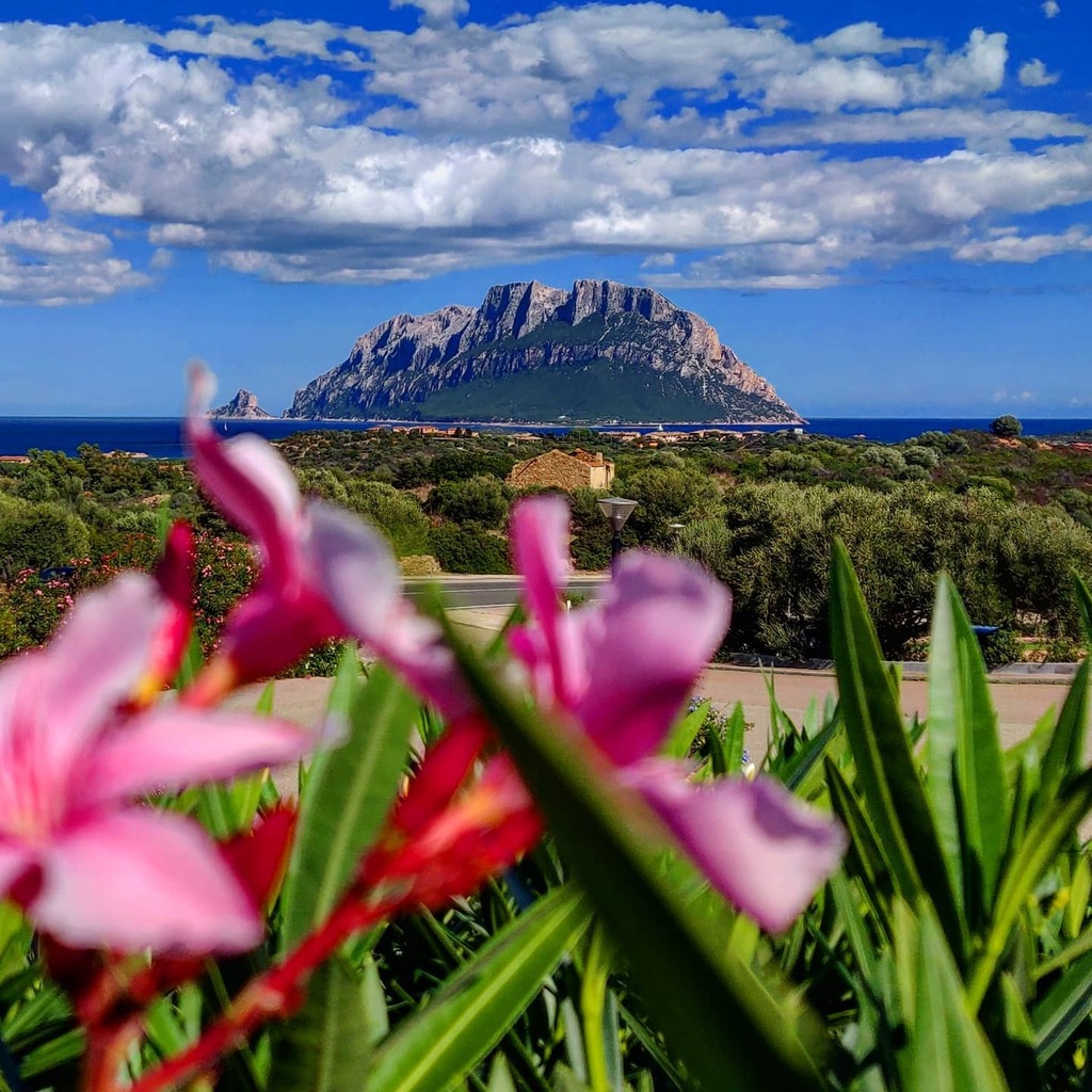 Scorci di oleandrica realtà... Olio su tela
.
.
.
.
.
.
.
.
.
.
#sardegnaofficial #lanuovasardegna #instaitalia #unionesarda #sardegnaterraemare #SARDEGNA_iLLife #sardegnalive #viaggioinsardegna #sardolicesimo #lauralaccabadora #oneplus6t #oneplus #shoto… instagr.am/p/CGAy4dqAjQx/