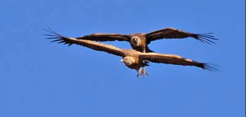 Vultures begin their mating season when the first rains arrive, November. And you can't miss it, because they start their mad areal synchronised displays: http://oldeuropeanculture.blogspot.com/2020/03/double-headed-eagle.html