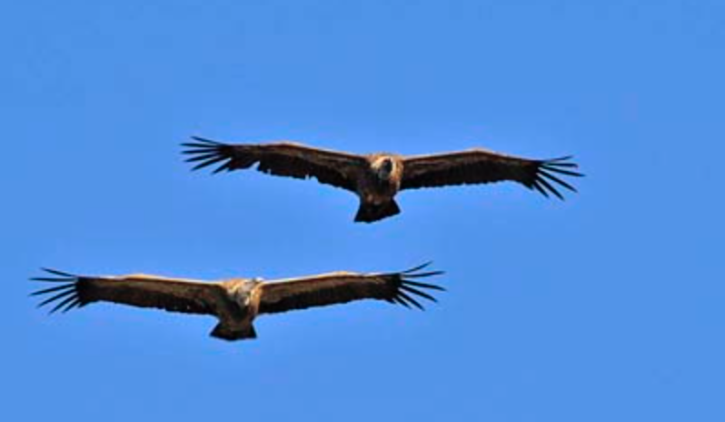 Vultures begin their mating season when the first rains arrive, November. And you can't miss it, because they start their mad areal synchronised displays: http://oldeuropeanculture.blogspot.com/2020/03/double-headed-eagle.html