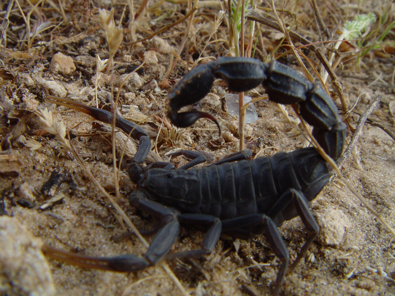 Scorpions hide when the first rains arrive, November. And you can't miss this because they disappear from the fields, where it's cold and wet, and appear in your houses, where it's warm and dry https://oldeuropeanculture.blogspot.com/2020/05/dilmun-goats-seal.html