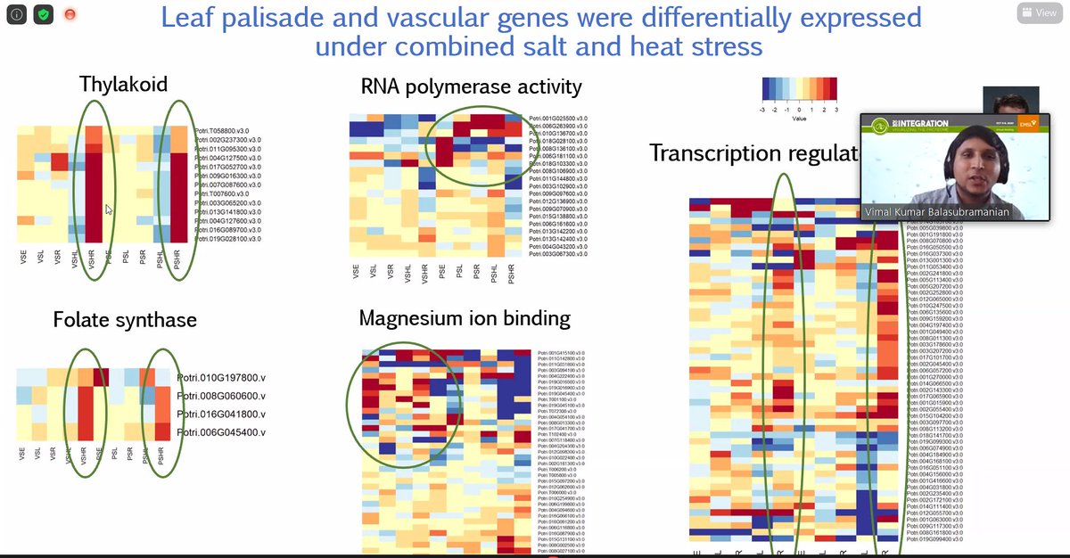 EMSLscience's tweet photo. Final presentation for the day! #EMSLIntegration2020 live: @vimalk4 is covering “Celltype Specific Proteomic Responses to Single and Multiple Abiotic Stresses in Poplar”. https://t.co/nXdoEvPymi