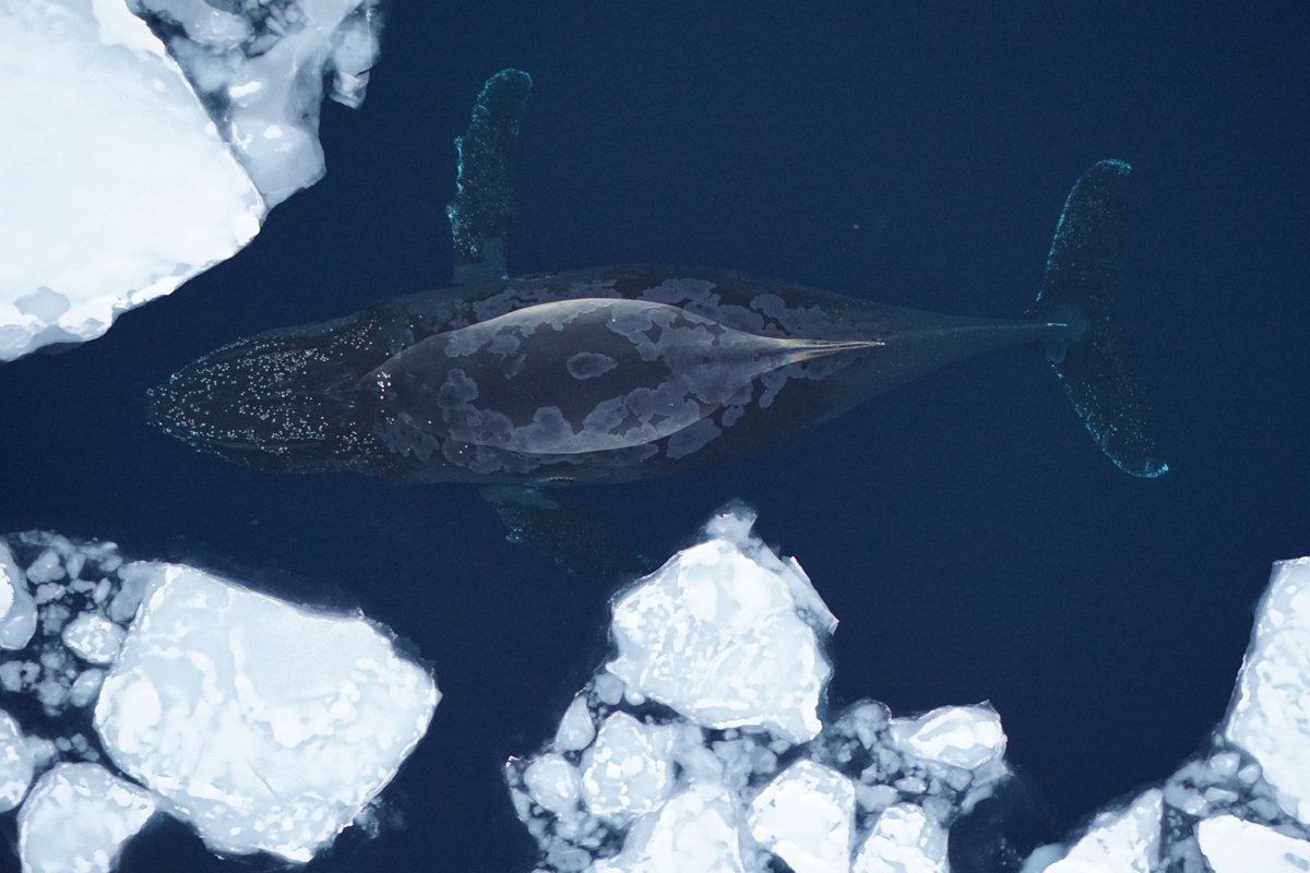 Exciting work w/ @KCBierlich - we just finished >12,500 #morphometric measurements for 275 individual #Antarctic #humpback #whales! Drones + #MorphoMetriX made it possible to easily & non-invasively obtain measurements from such a large sample size. #opensource #drones4good