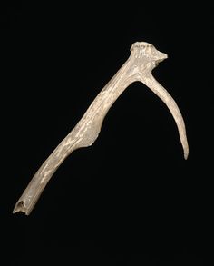 Now in the early stages of agriculture, sowing of grains was done by hand. The ground was initially broken using primitive antler hoes, like this one.