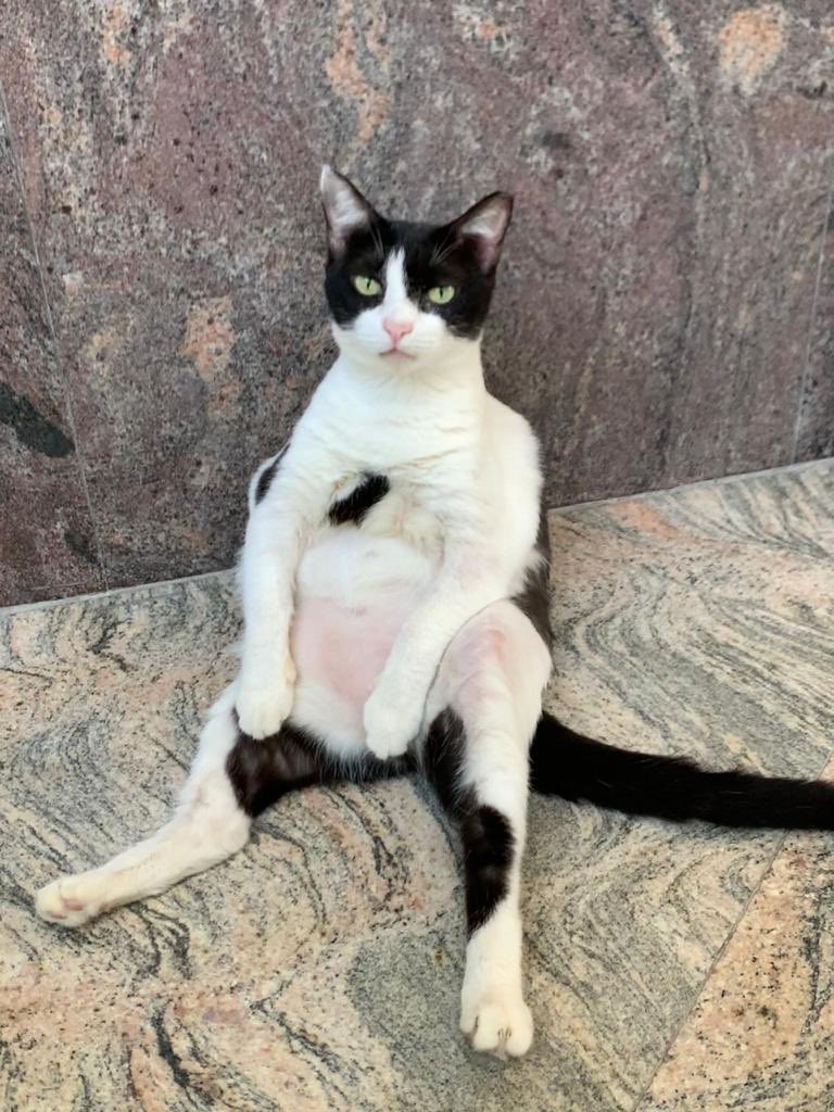 FatimaHamayon's tweet image. So @Saeedfori walks out of his door to find his cat posing like this 💁🏻‍♀️ 

Can you all caption on what “Fluffy” the cat is feeling?