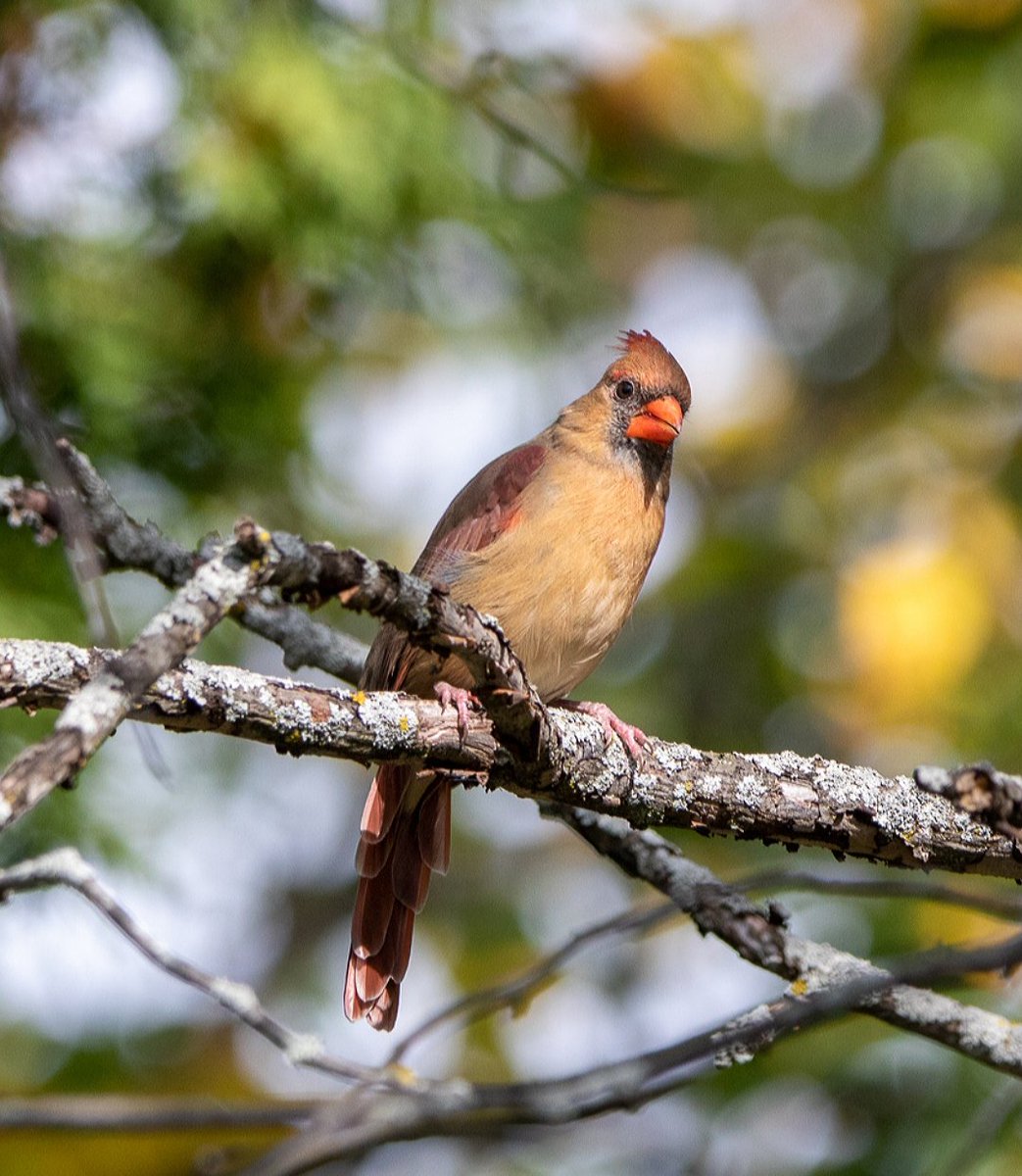 KFlanaganphotos's tweet photo. Female Northern Cardinal (June). #femalenortherncardinal #northerncardinal #cardinal #wildlifephotography #wildlife #NaturePhotography #nature #bird #birder #birding #birdphotography #birds https://t.co/M6pG2G3gYX