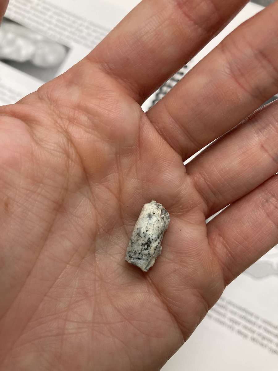 ingthingg's tweet photo. Iβve been trying to figure out what this is for a while now. Any ideas #paleotwitter #boneID #whatbone #guessthebone #tellMeTheBoneBecauseIHaveNoClue https://t.co/abQkrNlFci