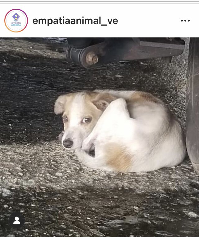 PerroUsuario's tweet photo. Siiii ¡¡Una muy linda noticia!! 👏👏🎉🎉🙏🙏  RT @EmpatiaV: ¡Buenas Noticias! 
El cachorro 🐶 que abandonaron en un estacionamiento en la Roosvelt fue adoptado 
🐾🎉🐕  https://t.co/OKbKWBw89o