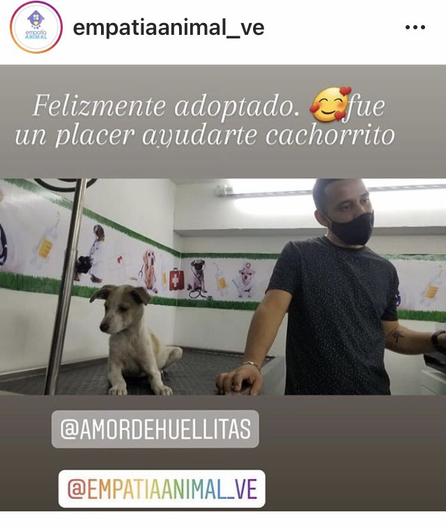 PerroUsuario's tweet photo. Siiii ¡¡Una muy linda noticia!! 👏👏🎉🎉🙏🙏  RT @EmpatiaV: ¡Buenas Noticias! 
El cachorro 🐶 que abandonaron en un estacionamiento en la Roosvelt fue adoptado 
🐾🎉🐕  https://t.co/OKbKWBw89o