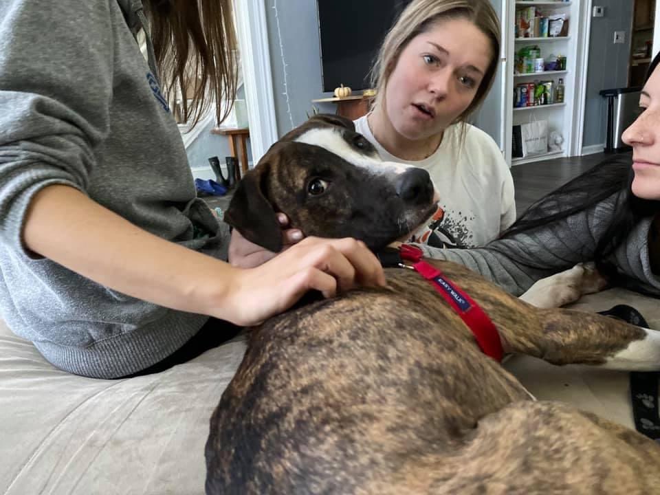 morgan_mudge's tweet photo. My sister is fostering this adorable little man Roscoe. He is two years old and has been in and out of shelters for the past two years. He is in need of a forever home! Please if you are interested or know of someone who is, please contact my sister @MudgeBailey https://t.co/nfFFwMGT0d