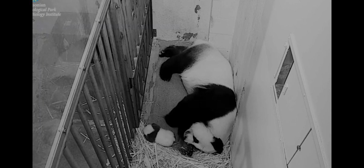 kariek's tweet image. Baby panda or burrito? #pandastory #pandacam