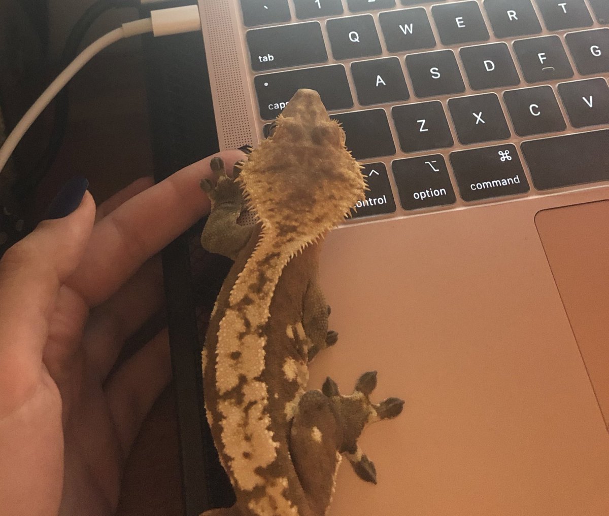 This has been my support through the past four months of grad school 🥺