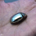 作り物かと思ってしまうほどの美しさ!プラチナコガネの標本が話題に