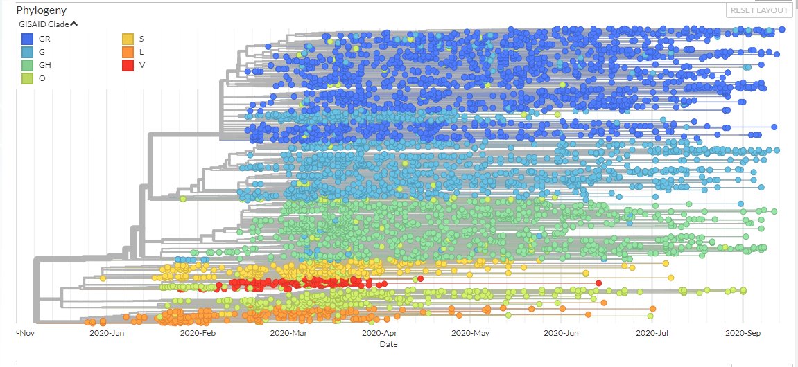 The good folks  @Gisaid have nearly 140,000  #SARSCoV2 viruses genetically sequenced. If you go to their epi section:  https://www.gisaid.org/epiflu-applications/hcov-19-genomic-epidemiology/..there are some amazing findings. 1.) Tracing backwards they think 3 diff strains were in Wuhan by Dec4, abt 1% diff from each other.MORE