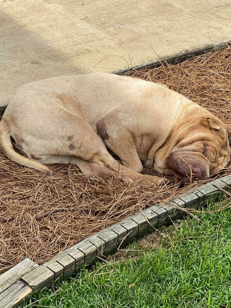 WrinklyDogBlog's tweet photo. Hector's typical day via Todesengal https://t.co/Pb4vAanNIV #sharpei #dogs #cute #wrinkly https://t.co/Khan8FndSJ