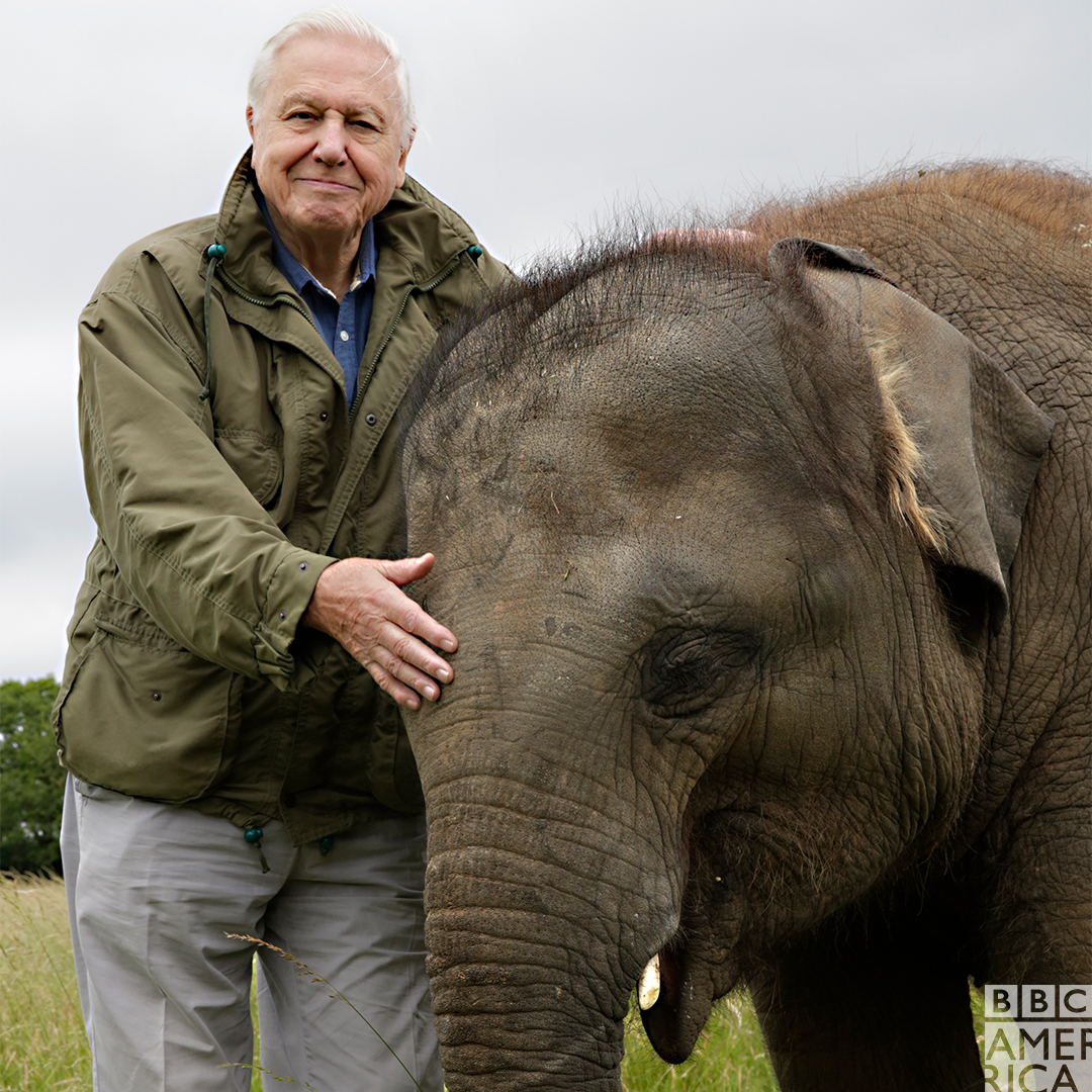 Wonderstruck's tweet photo. Who has the bigger smile: Sir David Attenborough or this baby elephant? #JumboElephant https://t.co/cYcD3NUvbj