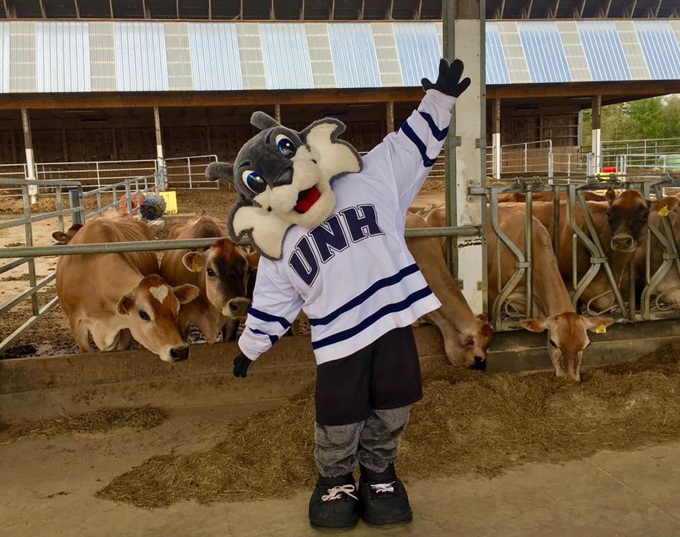 NH_AES's tweet photo. .@UofNH researchers have received a near $2M grant to help organic dairies remain profitable in the face of ongoing dairy market changes. @USDA_NIFA @UNHPrez @NH_AgResearch @COLSA_UNH @nhdairy @NewEnglandDairy @Stonyfield @StonyfieldBritt @Horizon_Organic https://t.co/3nlZq6pvyu https://t.co/hYlsNDgxvI