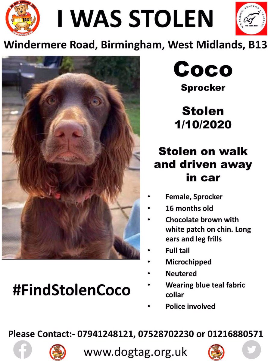 <a href="/JackGrealish/">Jack Grealish</a> Super, Super Jack. Help us get our Coco back! Our son’s lost without his training buddy 😢 Pls RT for awareness, our best chance of getting Coco back is if someone recognises her &amp; reports it <a href="/AVFCOfficial/">Aston Villa</a> #FindCoco