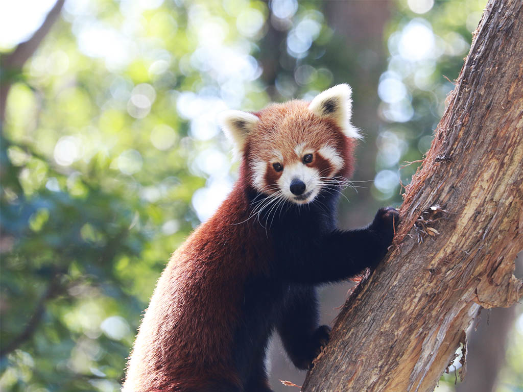 ExploringPS's tweet photo. #ProtectingNature What Species are Threatened with Extinction and What can be Done to Save Them? https://t.co/Xat0tlQvlM https://t.co/lMvZG3Icdq
