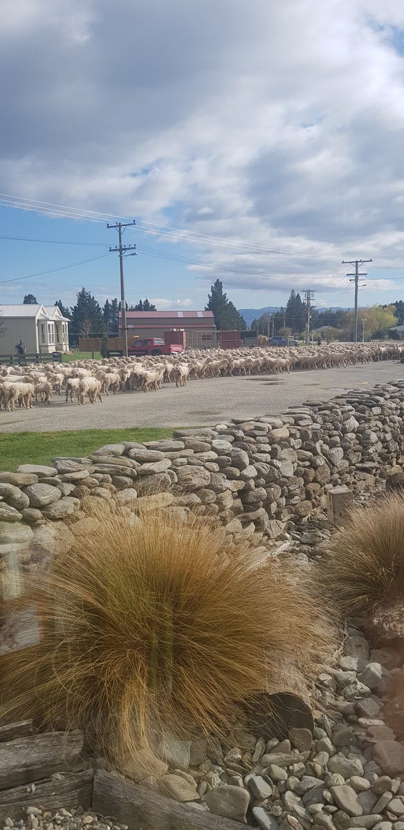 RAORnetwork's tweet image. Another day in the village - sheep on the move.