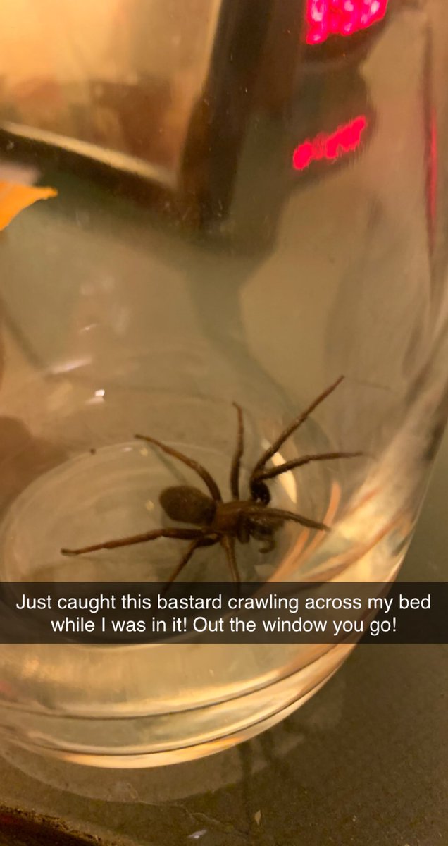 DavidPearson84's tweet image. Eviction! This fucker crawled across my bed while I was in it! Good thing I’m not scared of them #outyougo #spiders #notburningthenhousedown